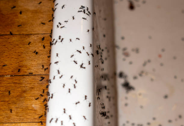 Best Best Pest Control Companies  in Pis, AR